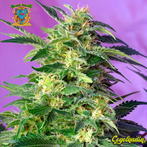 Killer Kush Auto - Sweet Seeds