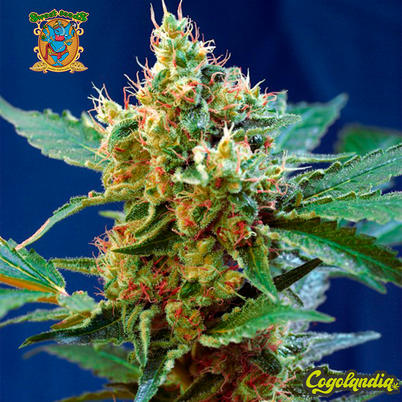 Cream Mandarine XL Auto - Sweet Seeds