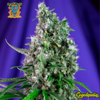 Sweet Trainwreck Auto - Sweet Seeds