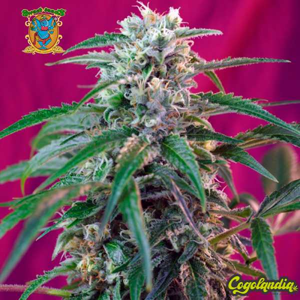 Green Poison Auto - Sweet Seeds Semillas autoflorecientes