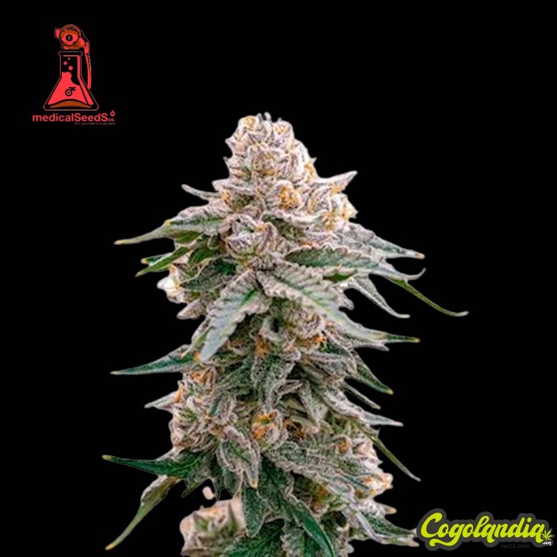 Grape Fuel - Medical Seeds