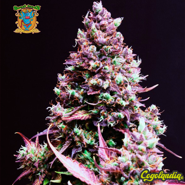 Cream Caramel Auto - Sweet Seeds