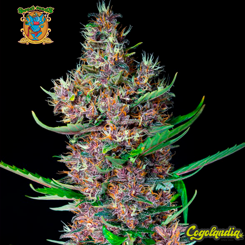 Red Poison Auto - Sweet Seeds