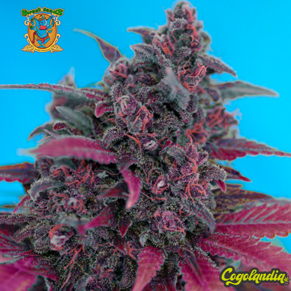 Dark Devil Auto - Sweet Seeds Semillas autoflorecientes