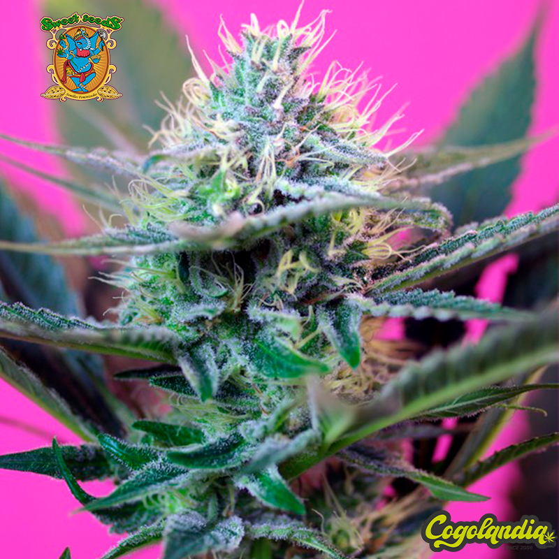 '+ Speed Auto - Sweet Seeds