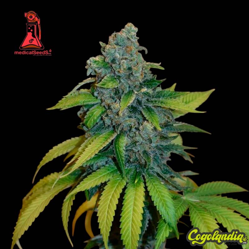 Zkittlez - Medical Seeds