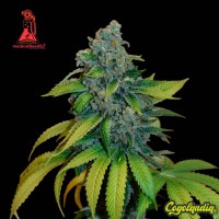 Zkittlez - Medical Seeds