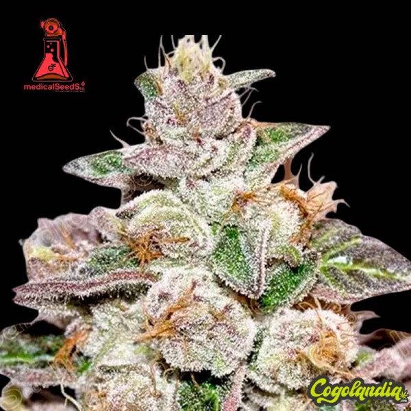 Mendocino Purple Kush - Medical Seeds