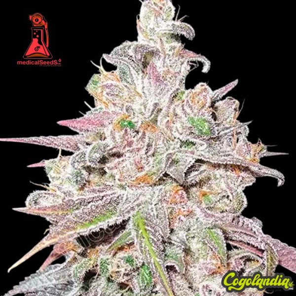 Mendocino Purple Kush - Medical Seeds 