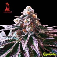 Cookies Purple Punch - Medical Seeds
