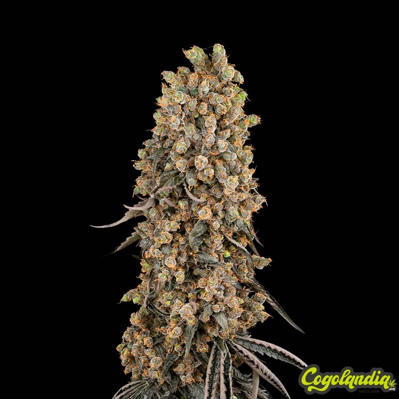 Atomic Blue Dream - Sensi Seeds