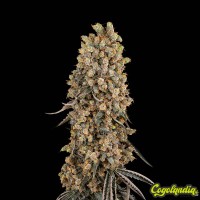 Atomic Blue Dream - Sensi Seeds