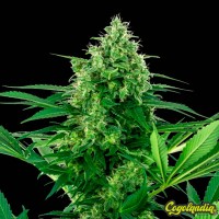 Banana Frosting - Sensi Seeds