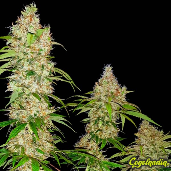 Banana Kush Cake - Sensi Seeds