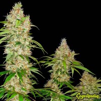 Banana Kush Cake - Sensi Seeds