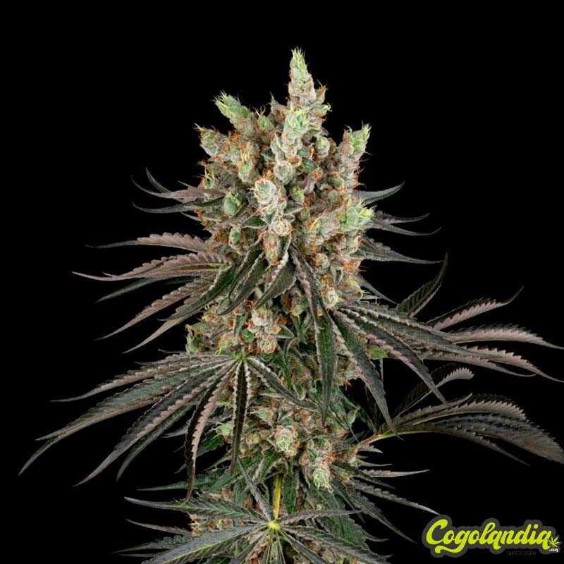 Slam Dank - Sensi Seeds