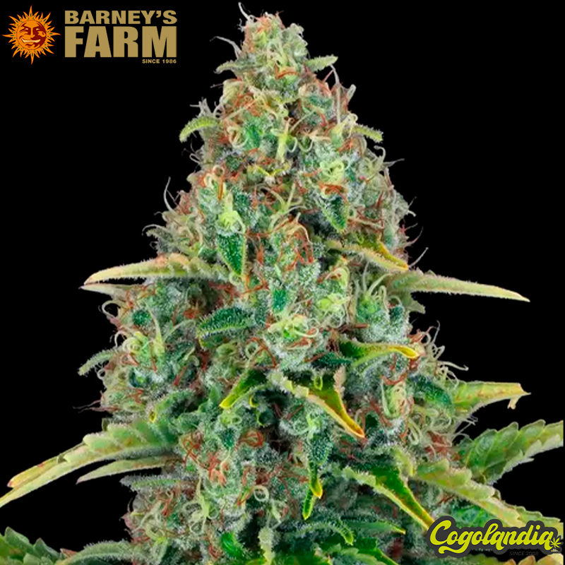 Blue Cheese Auto - Barney's farm Blue Cheese Auto - Barney's farm
