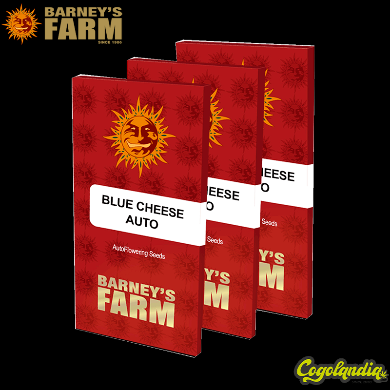 Blue Cheese Auto - Barney's farm Blue Cheese Auto - Barney's farm