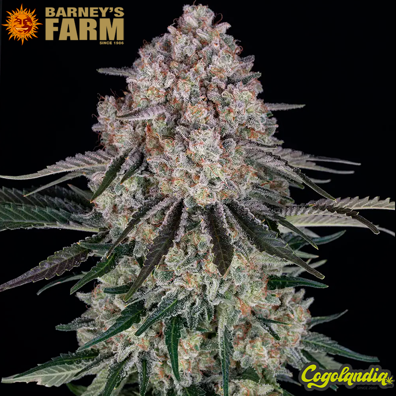 Sour Diesel Auto - Barney's Farm Sour Diesel Auto - Barney's Farm