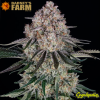 Sour Diesel Auto - Barney's Farm