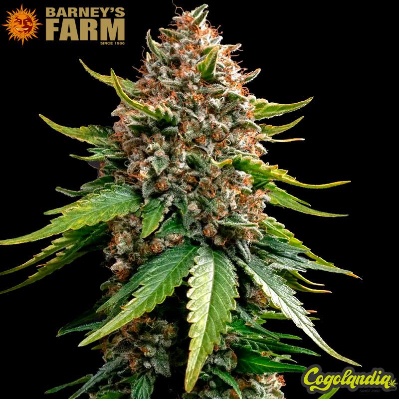 White Widow XXL - barney's Farm White Widow XXL - barney's Farm