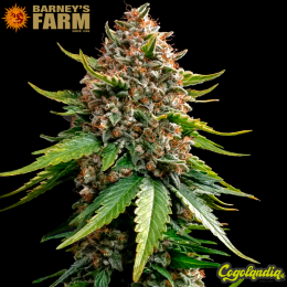 White Widow XXL Auto - Barney's Farm Semillas autoflorecientes