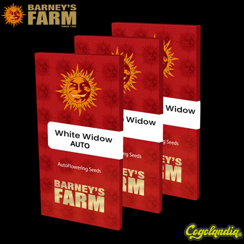 White Widow XXL - barney's Farm White Widow XXL - barney's Farm