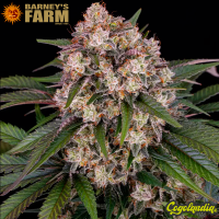 OG Kush Auto - Barney's Farm