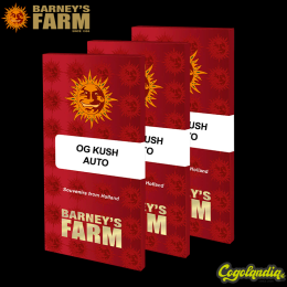 OG Kush Auto - Barney's Farm OG Kush Auto - Barney's Farm Semillas autoflorecientes