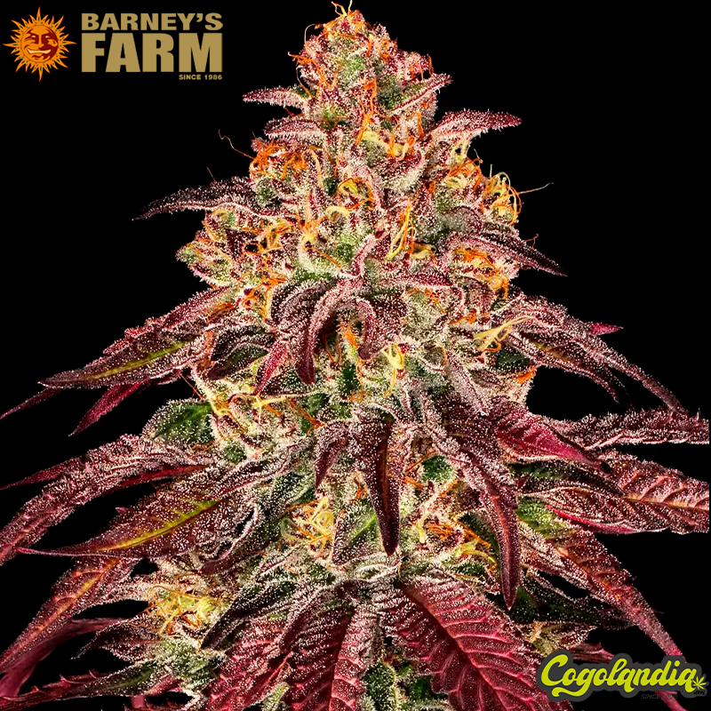 Mimosa x Orange Punch Auto -Barney's Farm