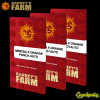 Mimosa x Orange Punch Auto -Barney's Farm