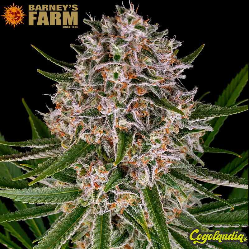 Lemon Haze Auto - Barney's Farm