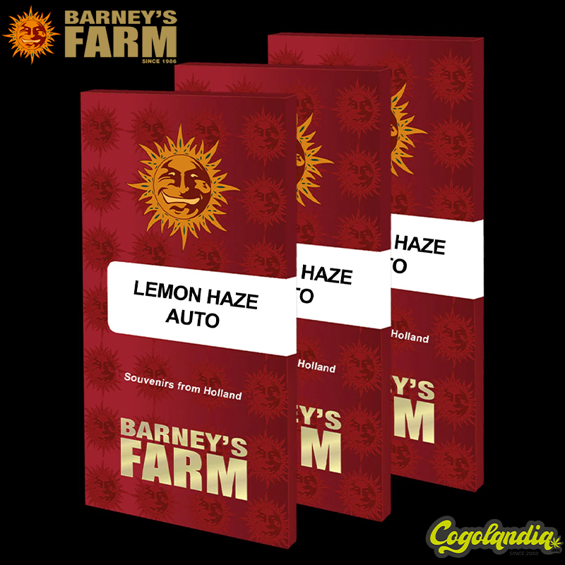 Lemon Haze Auto - Barney's Farm