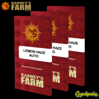 Lemon Haze Auto - Barney's Farm