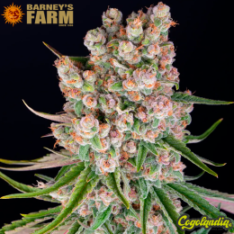 GMO Auto - Barney's Farm