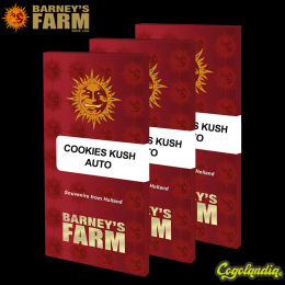 Cookies Kush Auto -... Cookies Kush Auto - Barney's Farm