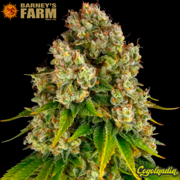 Cheese Auto - Barney's Farm