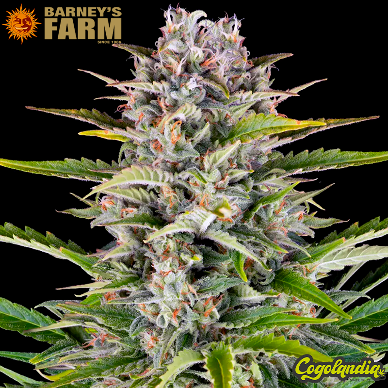 Gorilla Zkittlez Auto - Barney's Farm