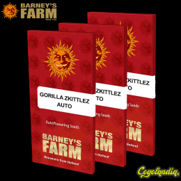 Gorilla Zkittlez Auto -... Gorilla Zkittlez Auto - Barney's Farm