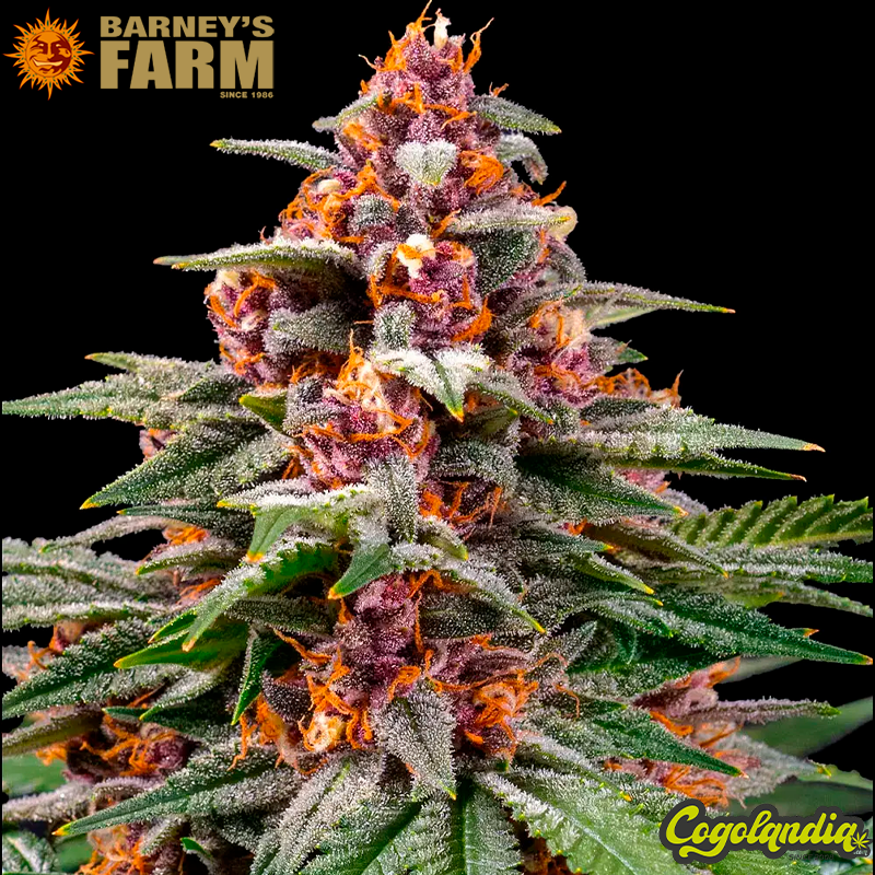 Runtz Auto - Barney's Farm