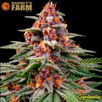 Runtz Auto - Barney's Farm