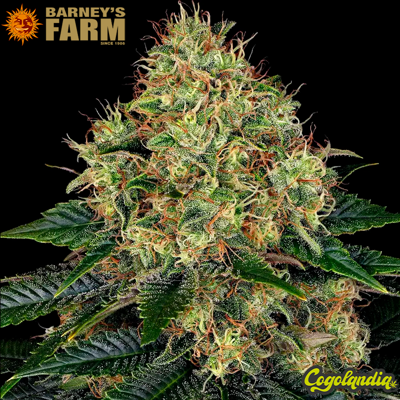 Skywalker OG Auto - Barneys Farm