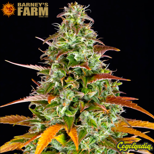 Watermelon Zkittlez Auto - Barney's Farm