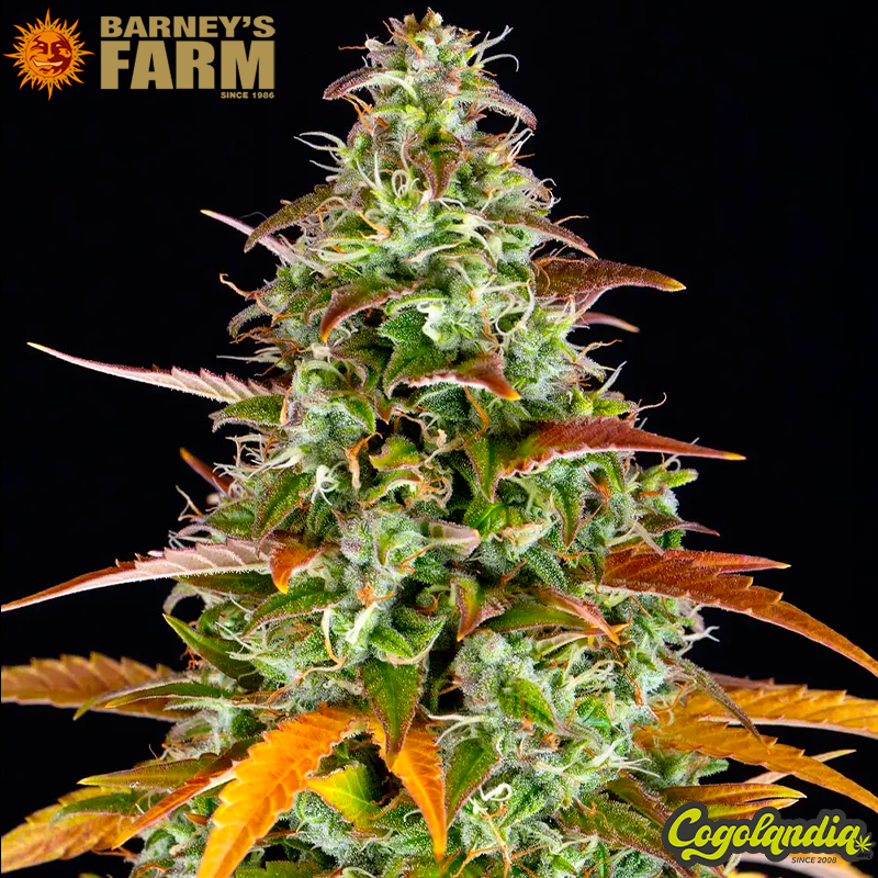 Watermelon Zkittlez Auto - Barney's Farm