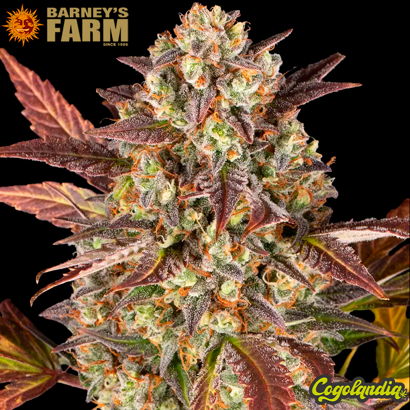 Amnesia Haze Auto - Barney's Farm