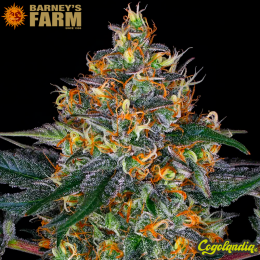 Moby Dick Auto - Barney's Farm