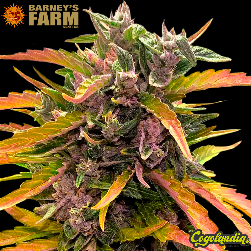 Gorilla Glue Auto - Barney's Farm