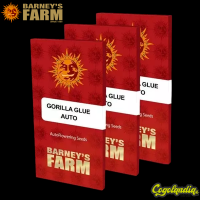 Gorilla Glue Auto - Barney's Farm