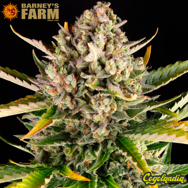 Strawberry Cheesecake Auto - Barneys Farm
