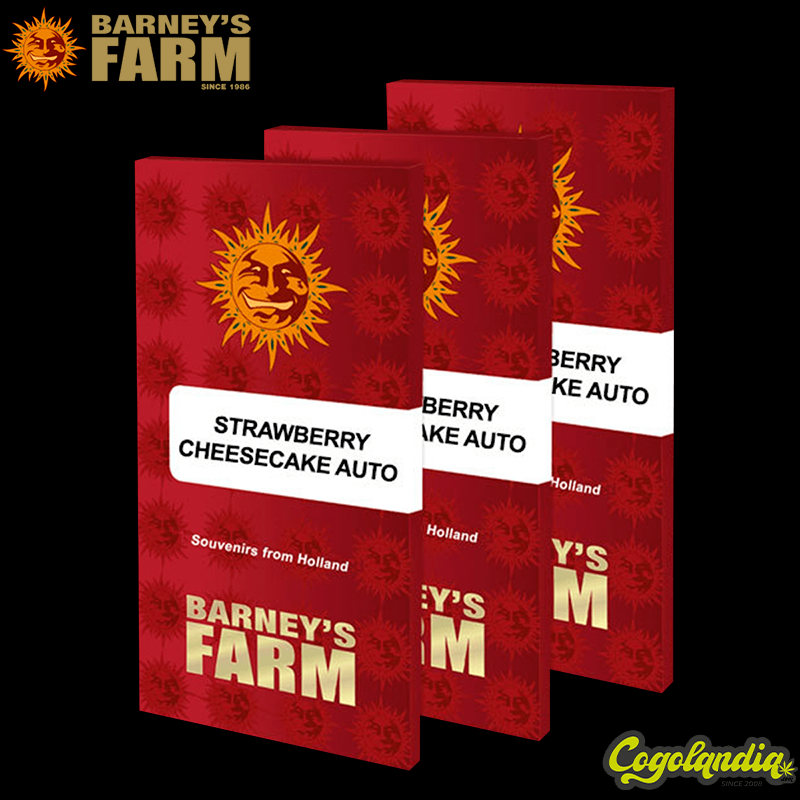 Strawberry Cheesecake Auto - Barneys Farm